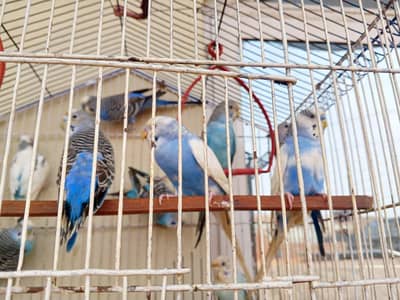 argent sale home breadar pair 0324/98/80/541