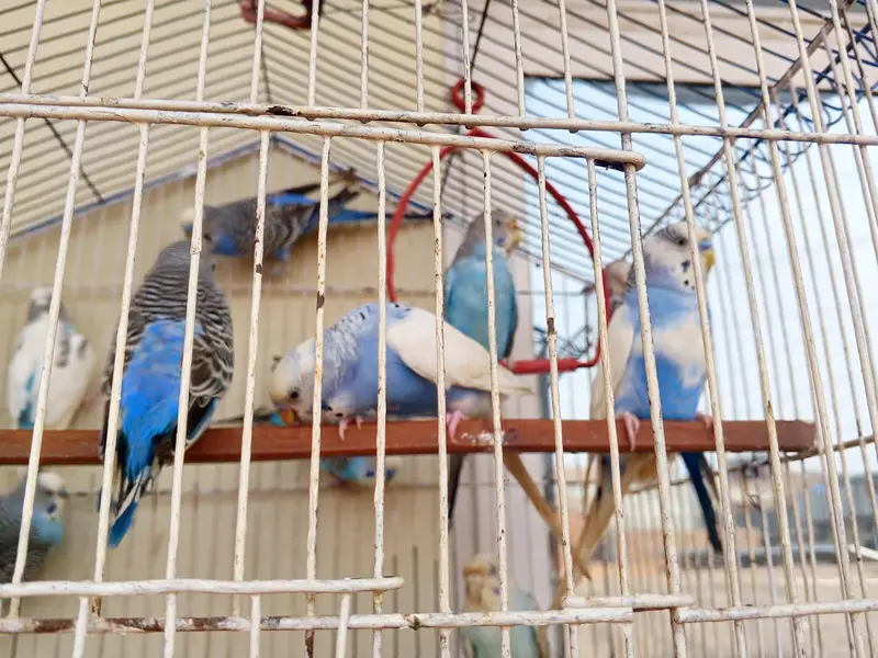 argent sale home breadar pair 0324/98/80/541 — photo 3