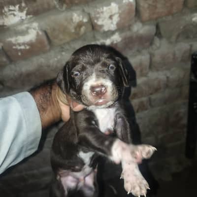 German Pointer puppies female and male 03047984183