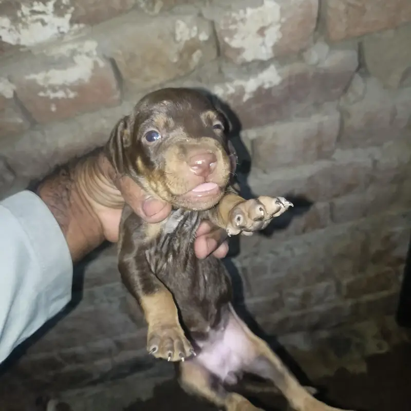 German Pointer puppies female and male 03047984183 — photo 2