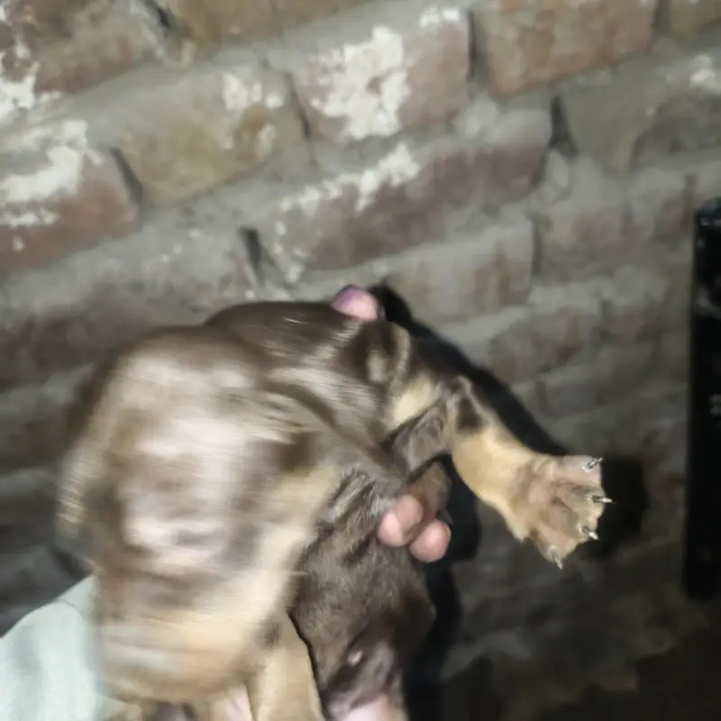 German Pointer puppies female and male 03047984183 — photo 3