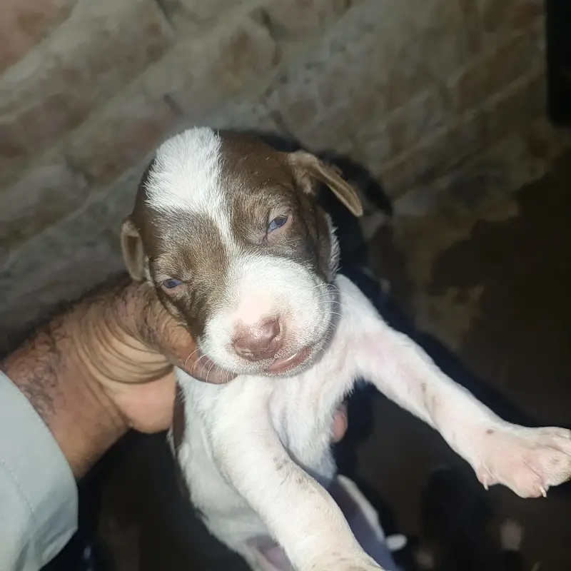 German Pointer puppies female and male 03047984183 — photo 4