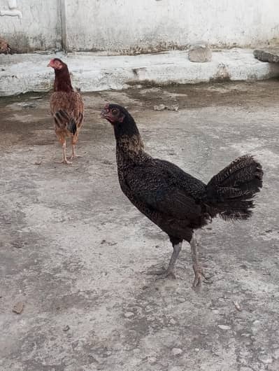 pure desi hen