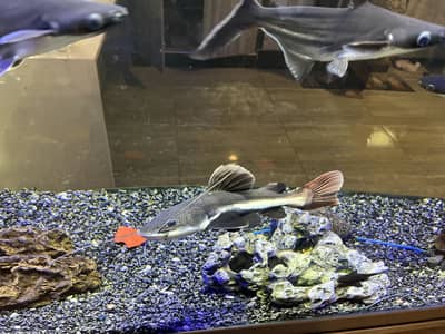 Red Tail Catfish FREE to a Responsible Owner
