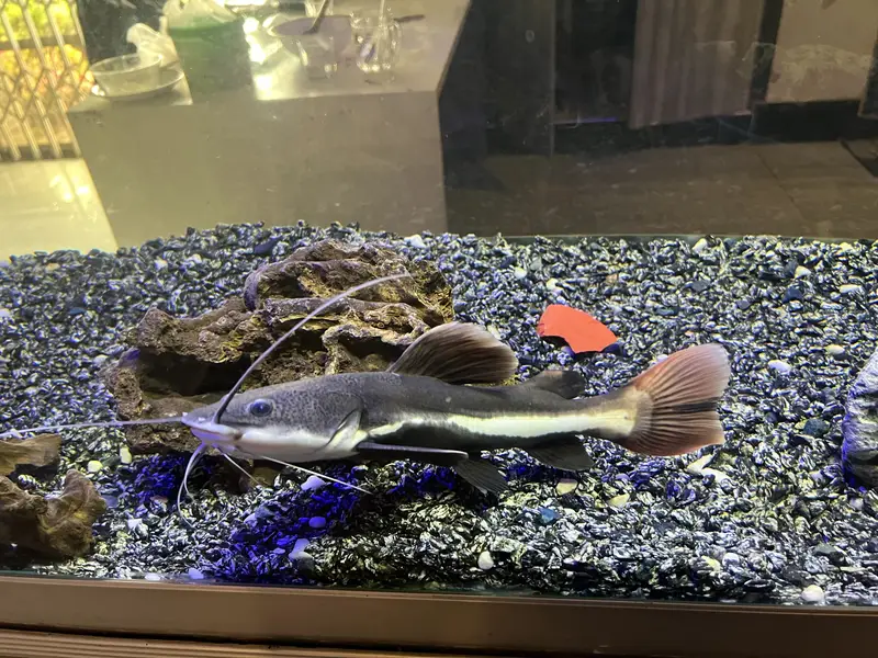 Red Tail Catfish FREE to a Responsible Owner — photo 2