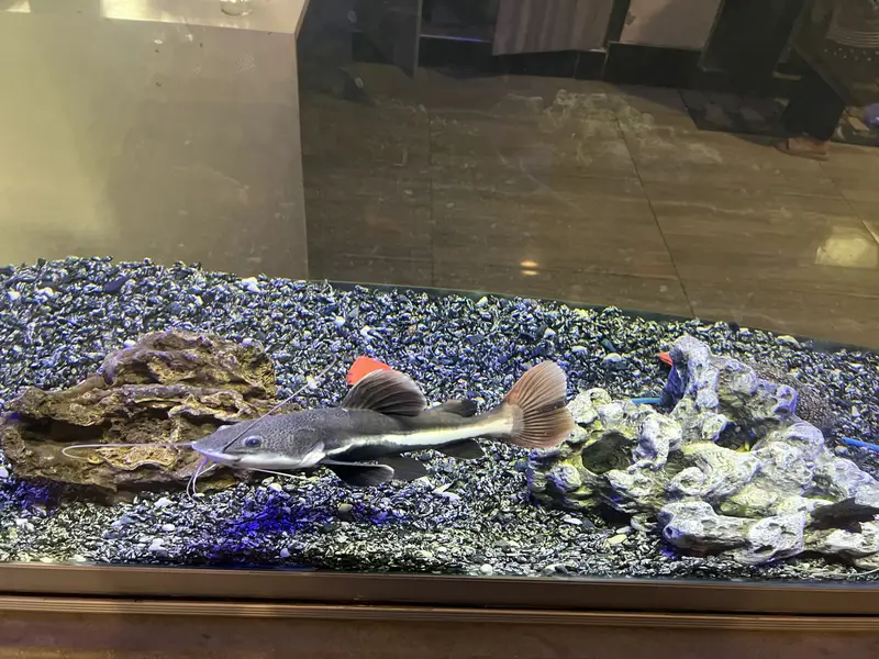 Red Tail Catfish FREE to a Responsible Owner — photo 3