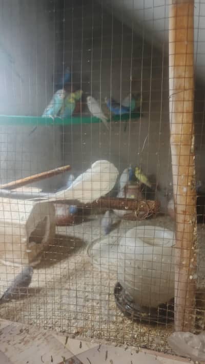 Astraliyan birds