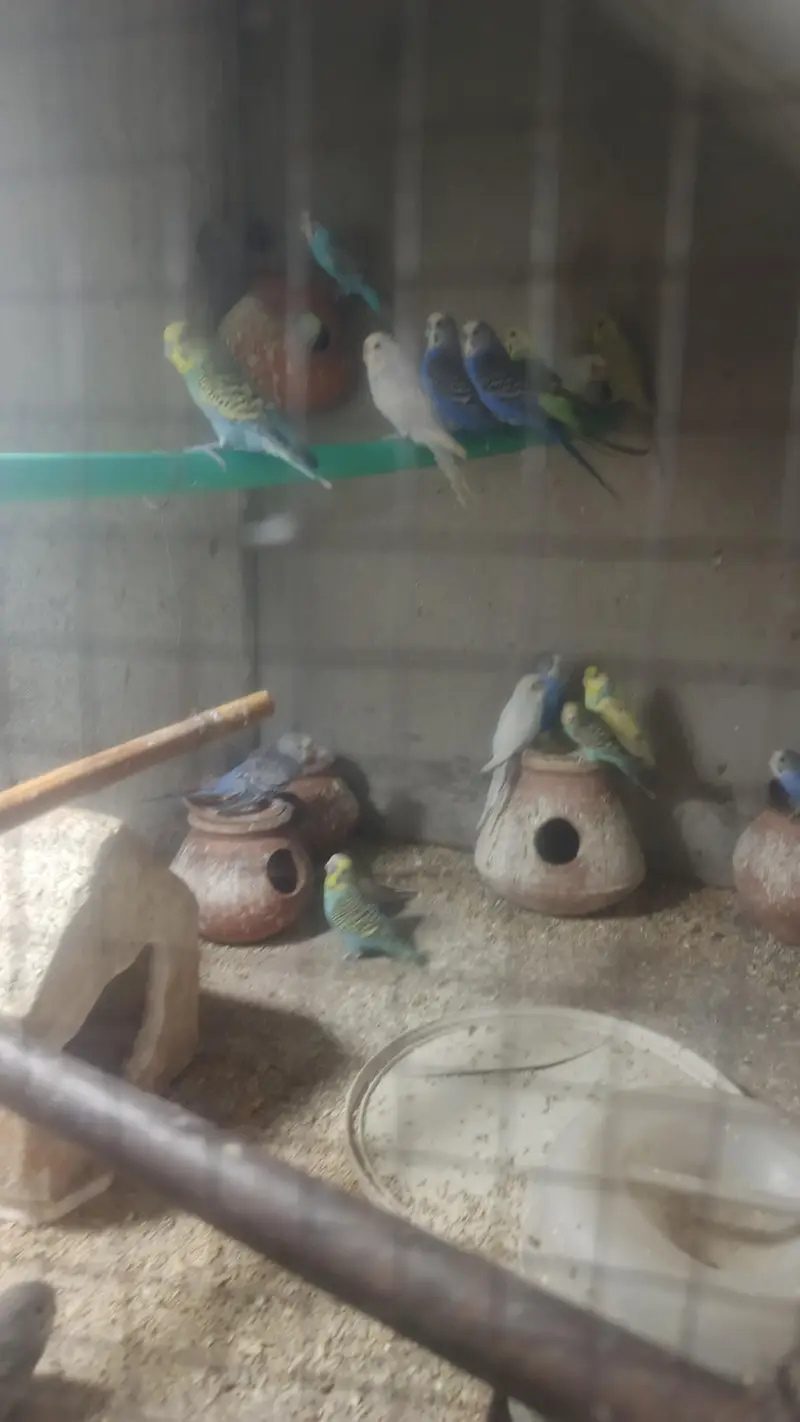 Astraliyan birds — photo 2