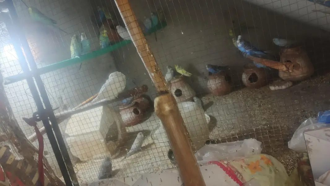 Astraliyan birds — photo 3