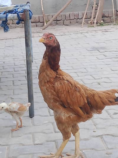 for sale sath 2bchy bhi