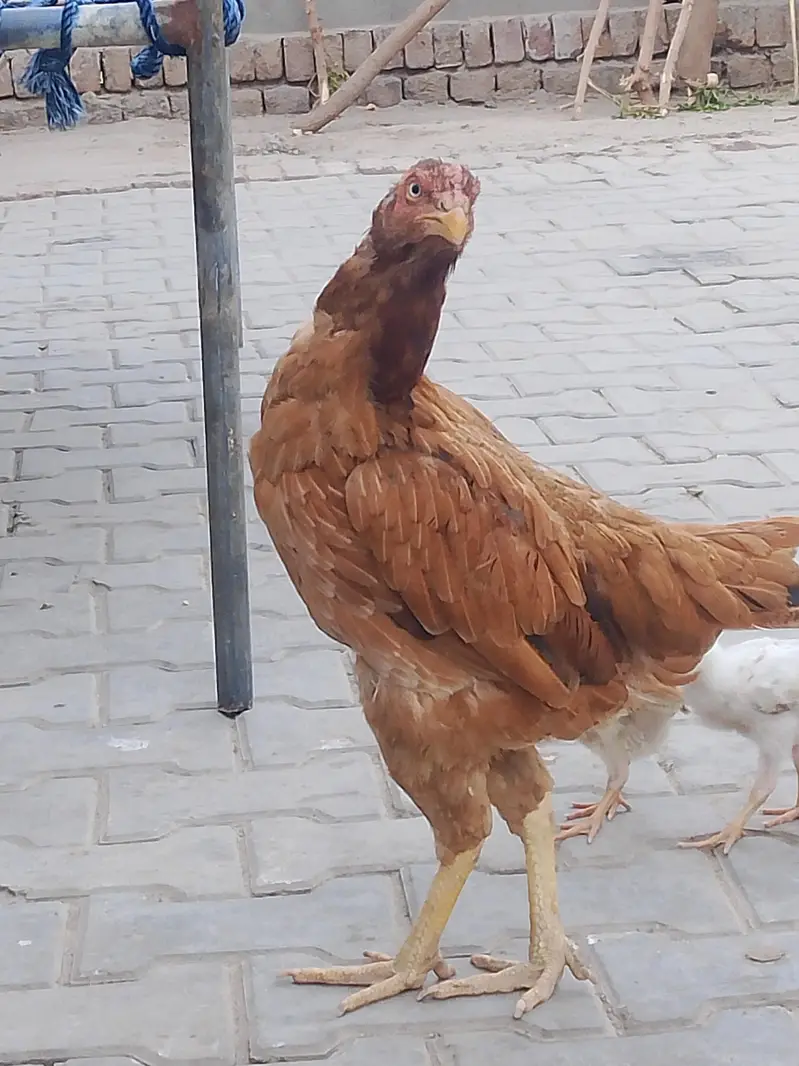 for sale sath 2bchy bhi — photo 3