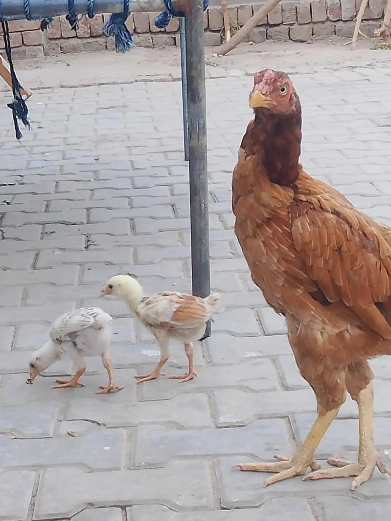 for sale sath 2bchy bhi — photo 4