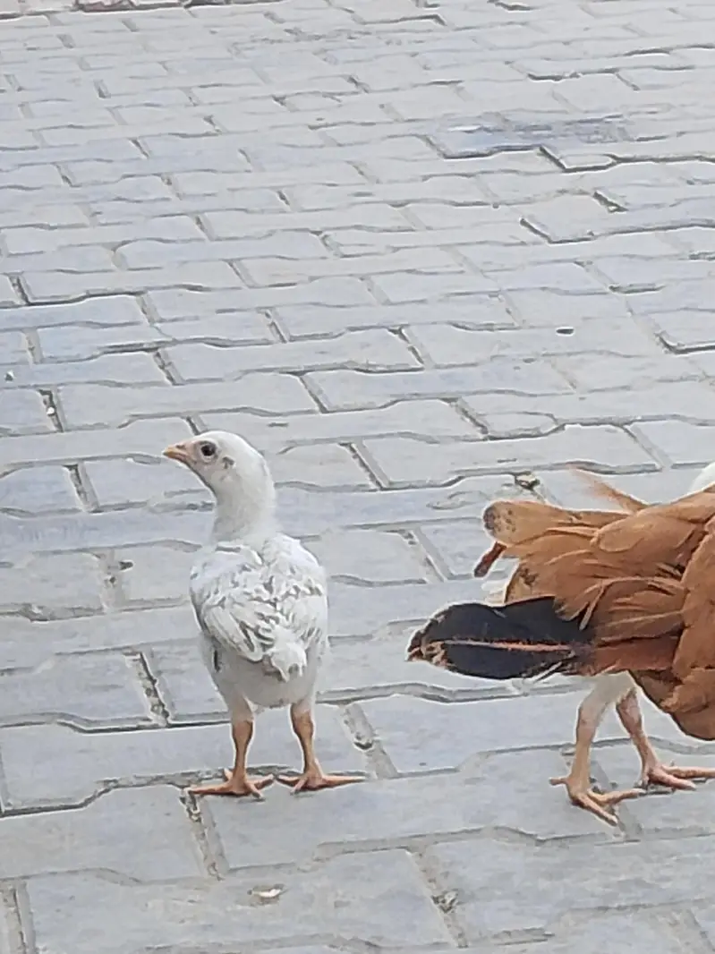 for sale sath 2bchy bhi — photo 5