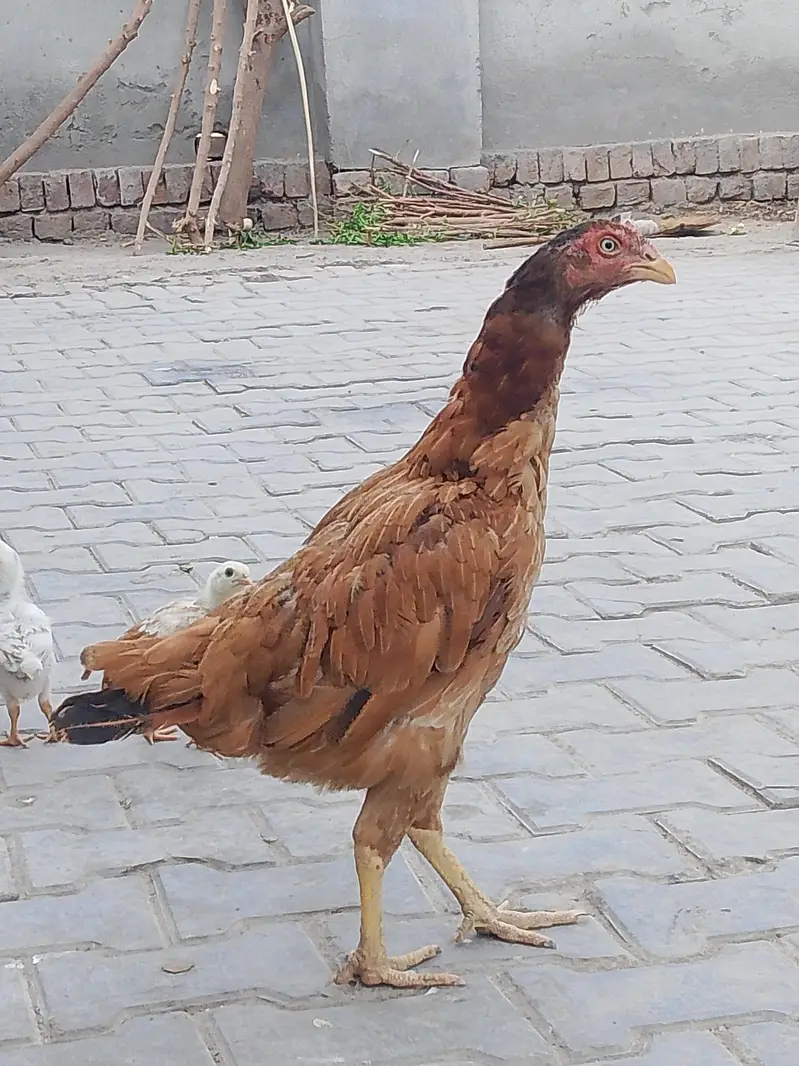 for sale sath 2bchy bhi — photo 6