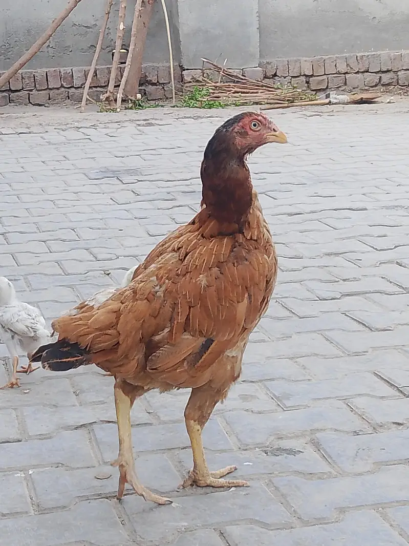 for sale sath 2bchy bhi — photo 7