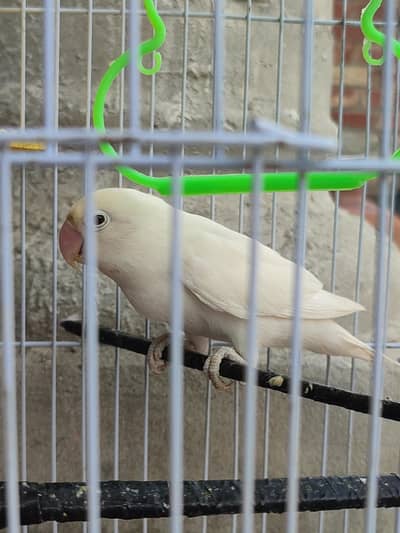 Albino parrot