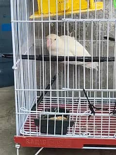 Albino parrot