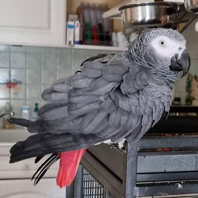 African grey parrot for sale 0321/7047/351