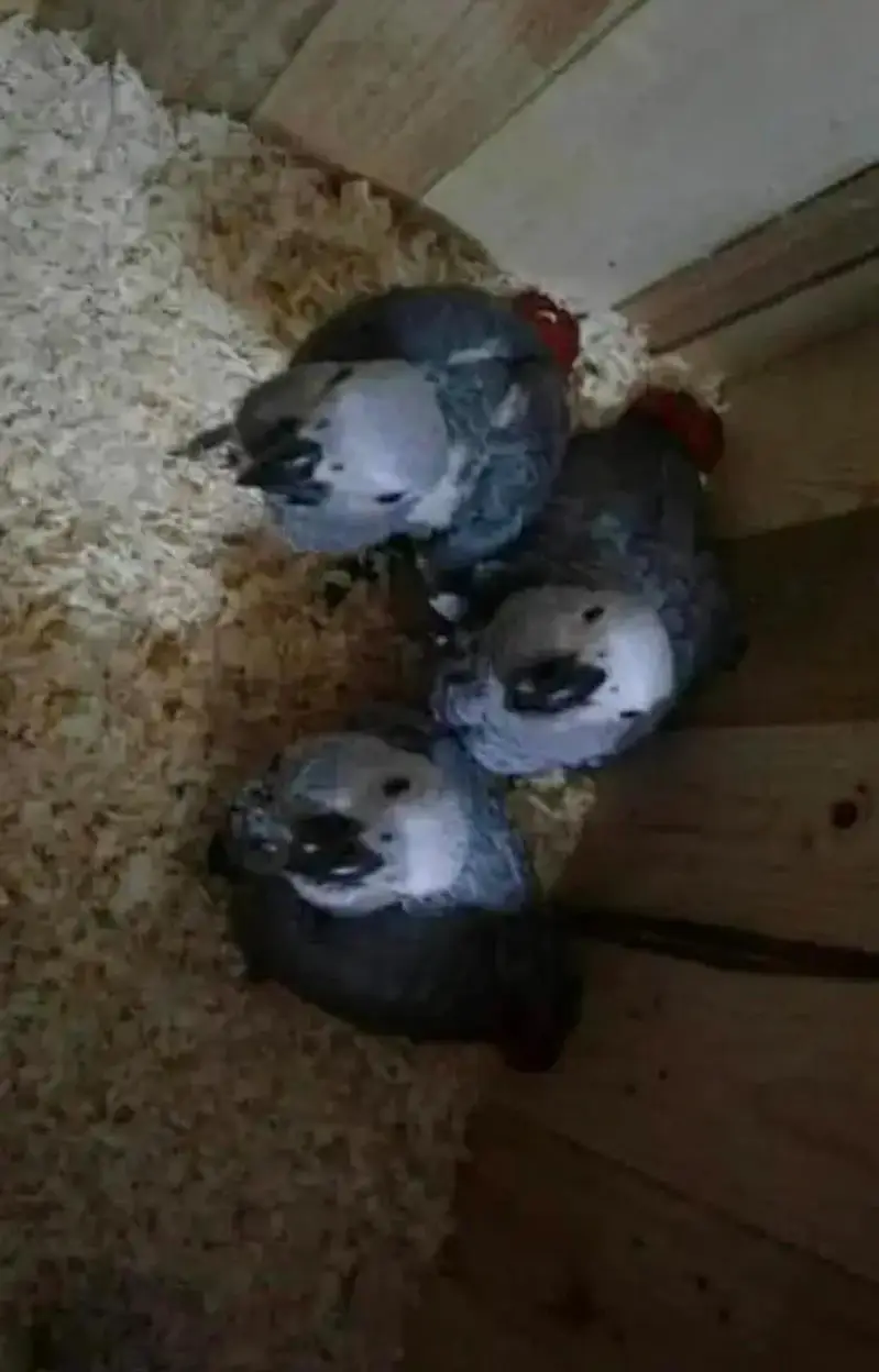 African grey parrot for sale 0321/7047/351 — photo 2