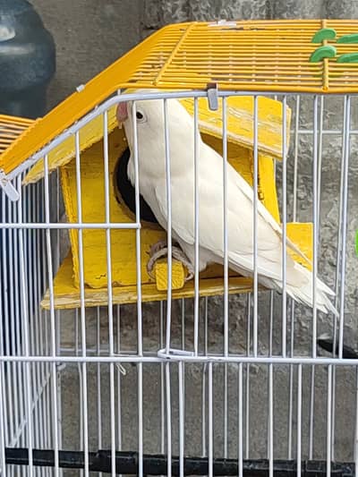 Albino parrot