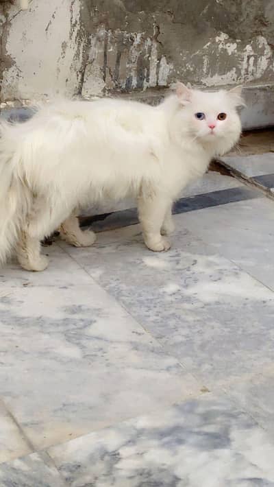 persian