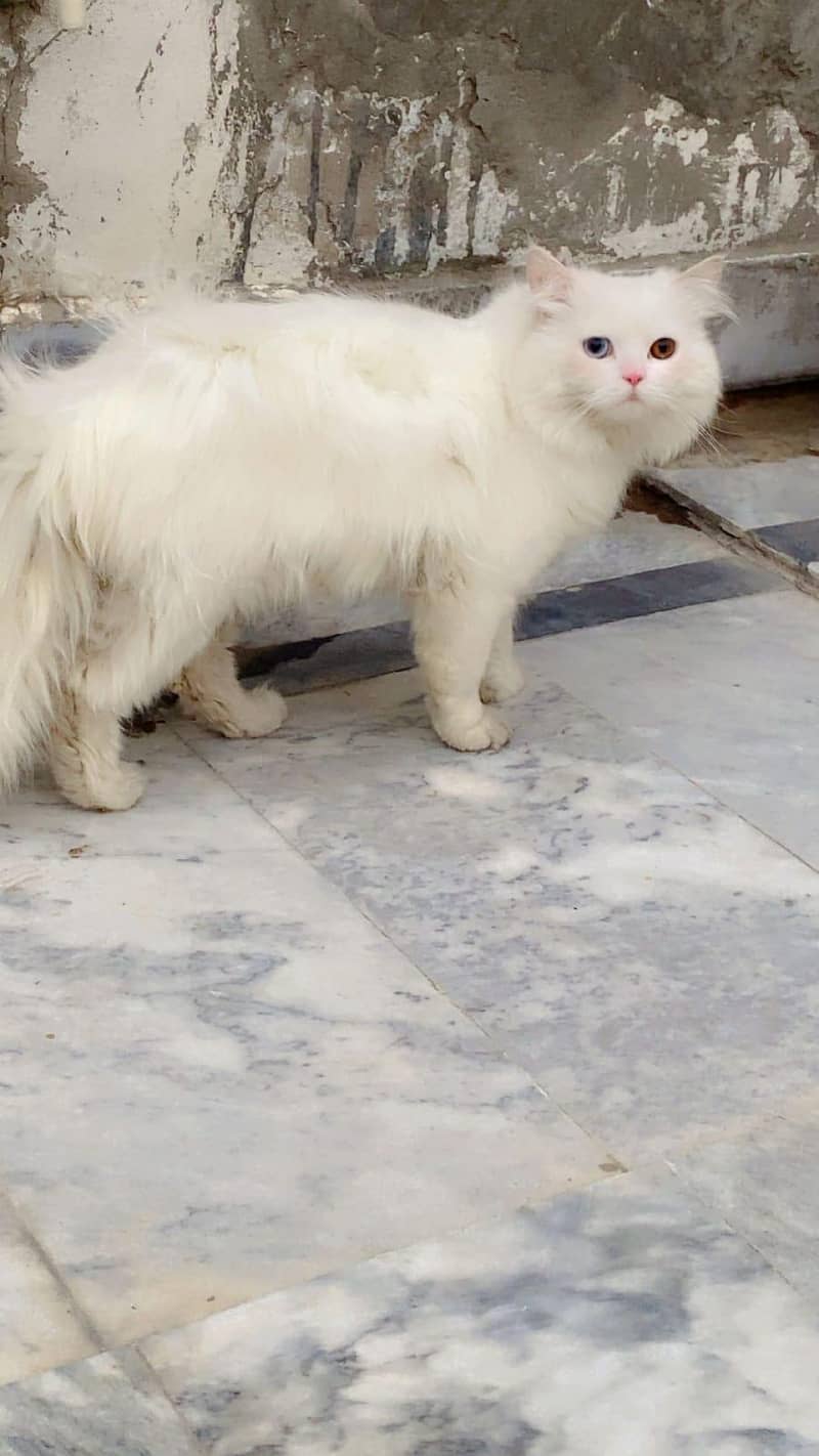 persian 0