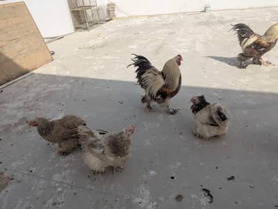 burhama hen salmon brahma