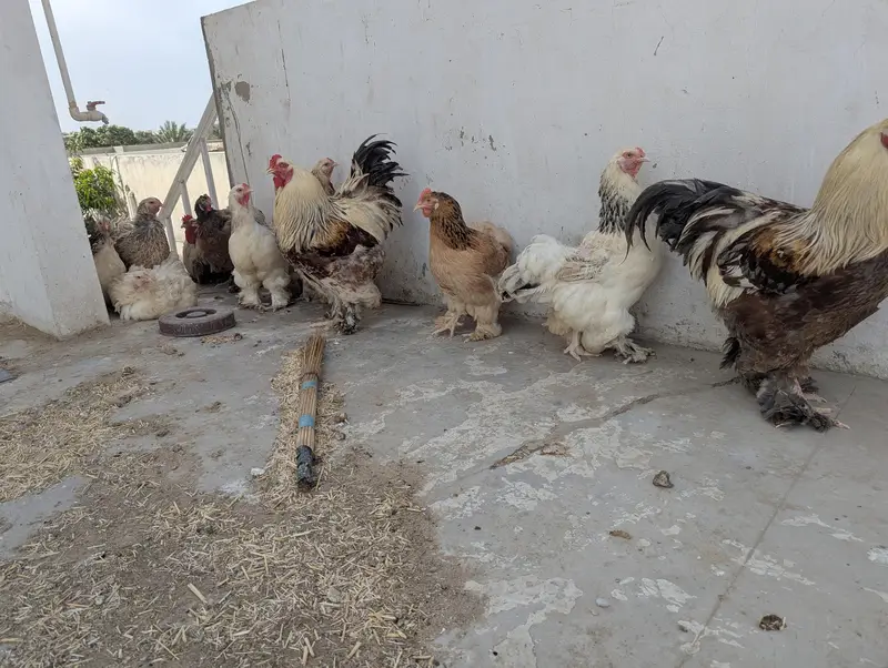 burhama hen salmon brahma — photo 2