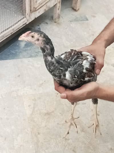 Pakistani aseel bird