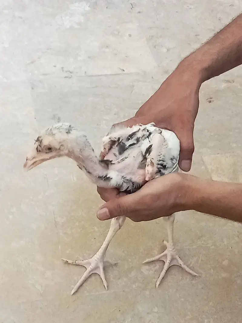 Pakistani aseel bird — photo 2