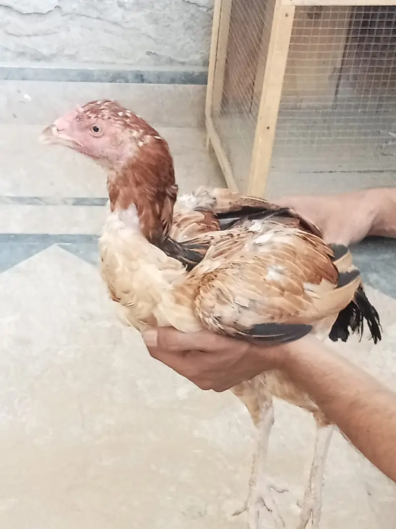 Pakistani aseel bird — photo 3