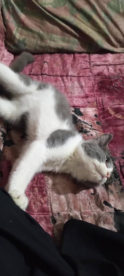 cat baby