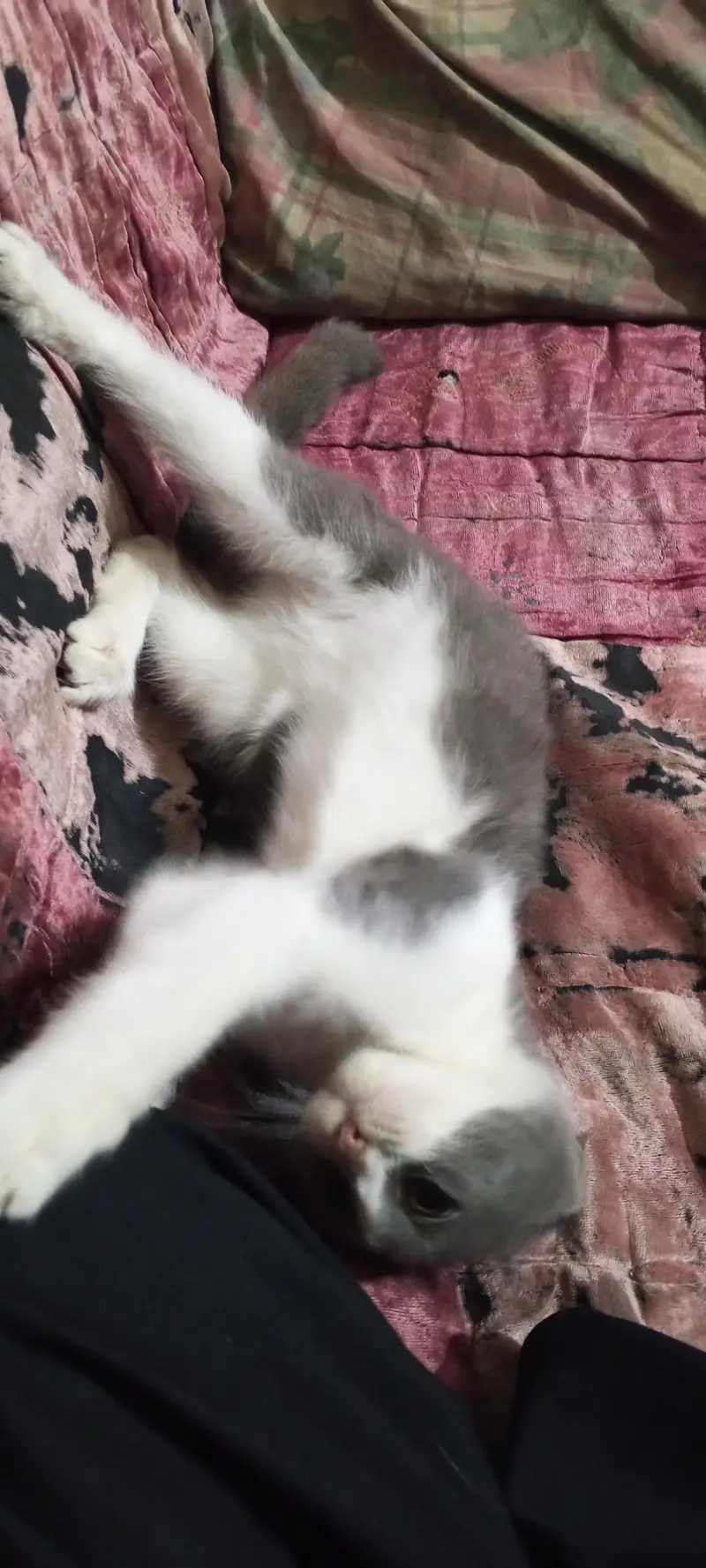 cat baby — photo 2