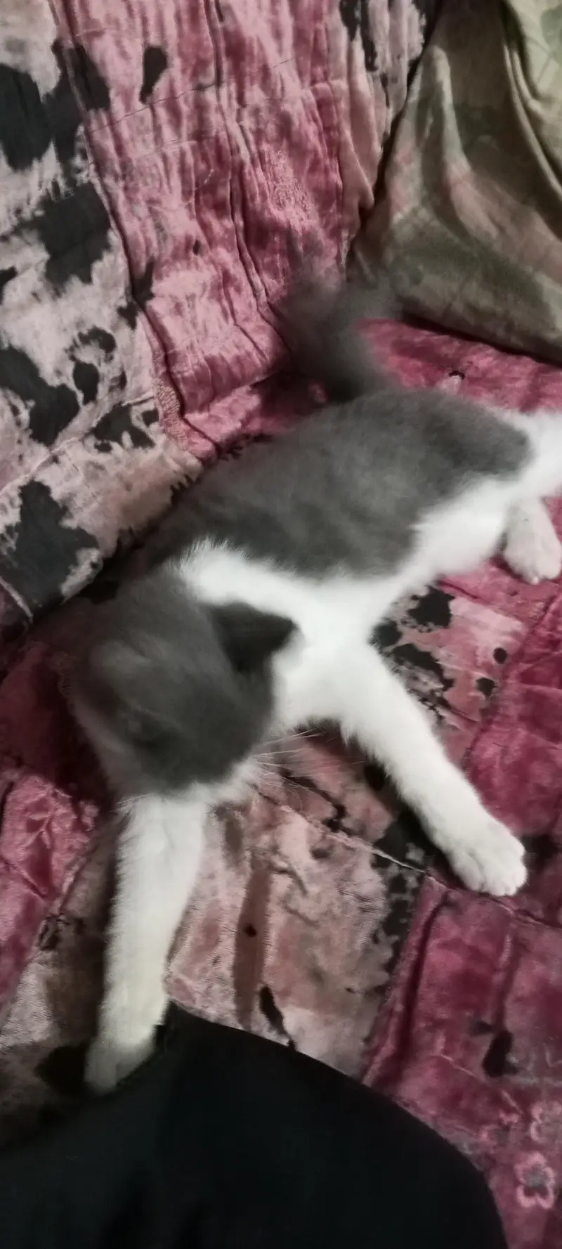 cat baby — photo 3