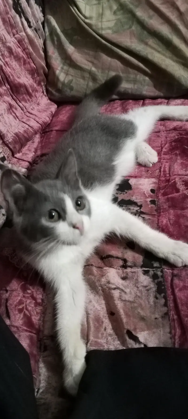 cat baby — photo 4