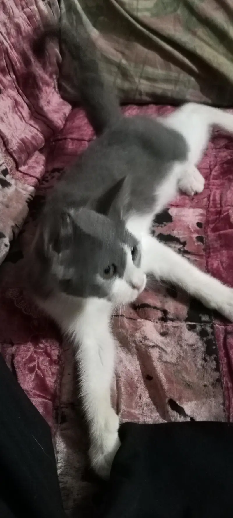 cat baby — photo 5