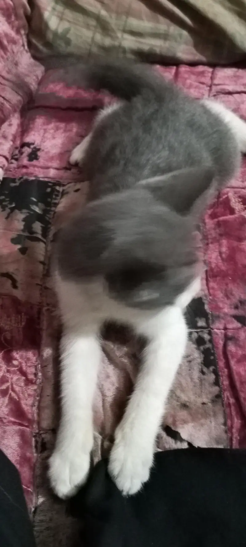 cat baby — photo 6
