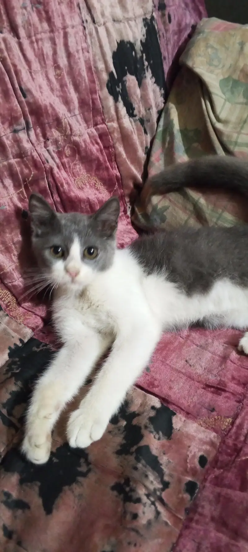 cat baby — photo 7