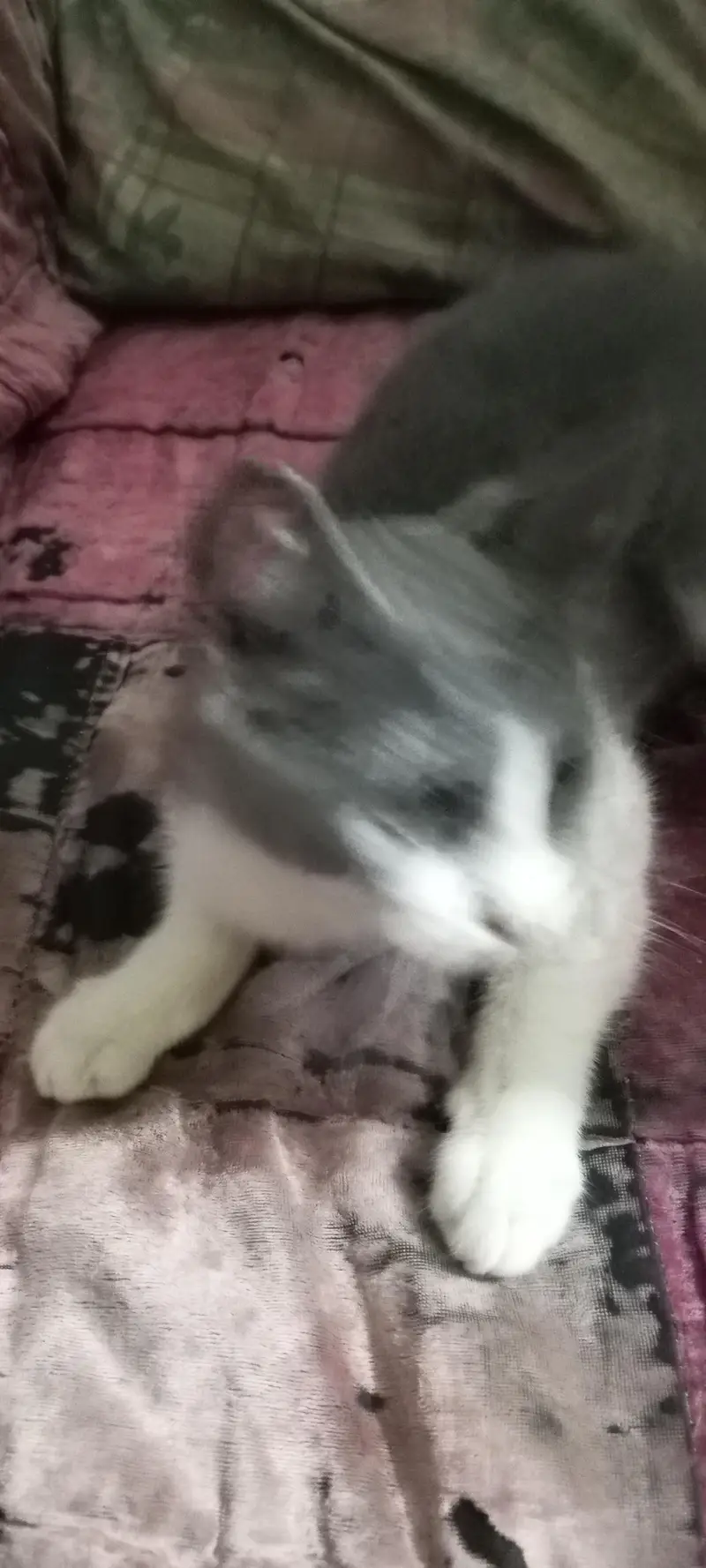 cat baby — photo 8