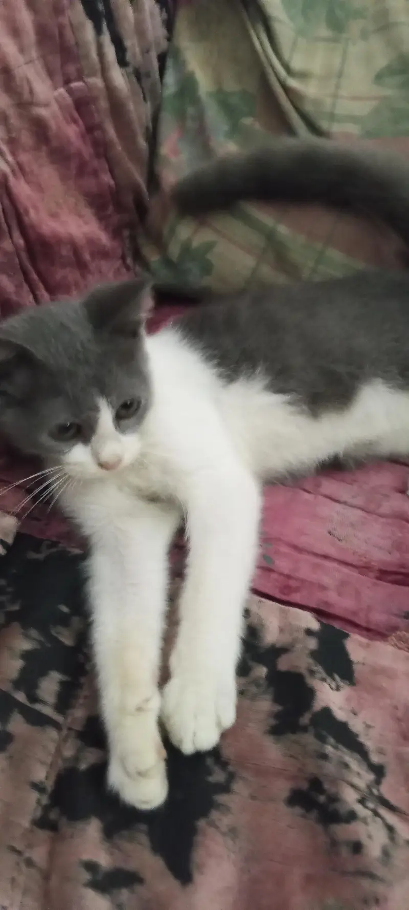 cat baby — photo 9
