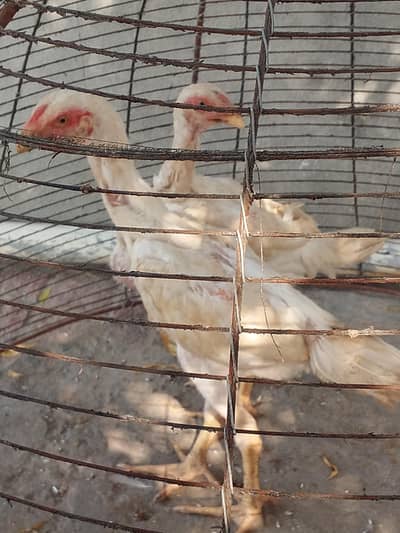o shamo chick for sale