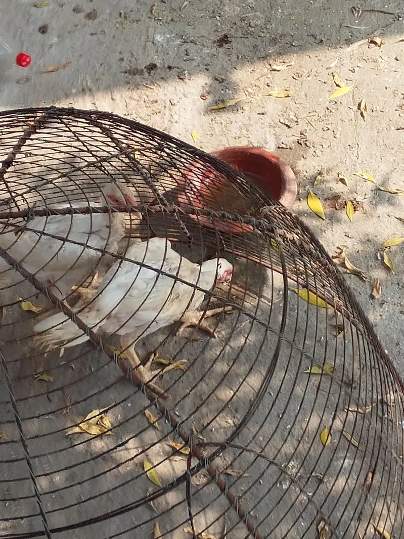 o shamo chick for sale — photo 2