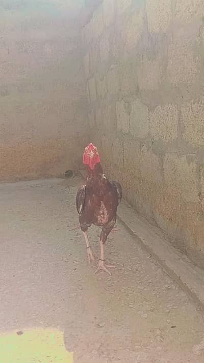 Aseel mugya for sale
