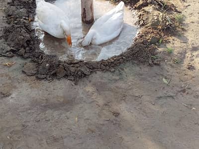 Ducks