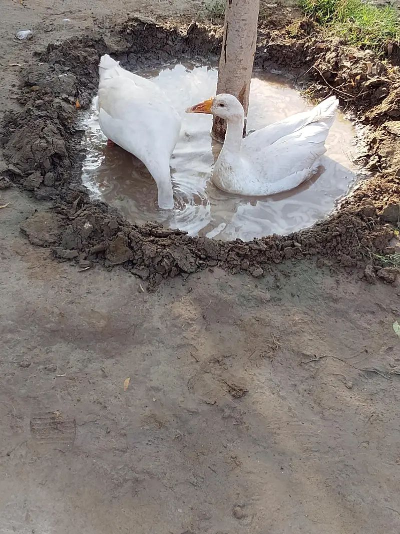 Ducks — photo 2