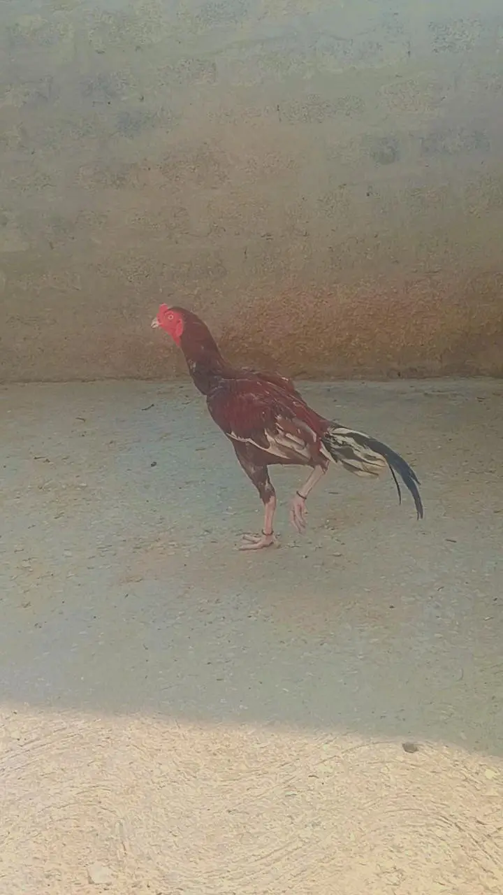 Aseel murgya for sale — photo 2