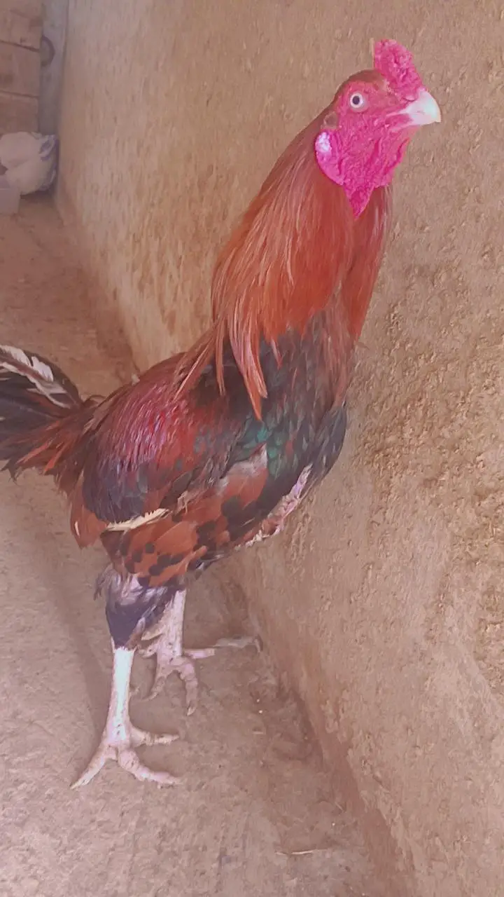 Aseel murgya for sale — photo 6
