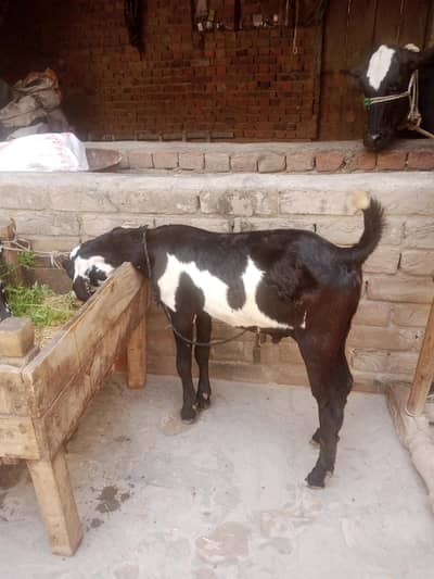 pair for sale mashallah ful active