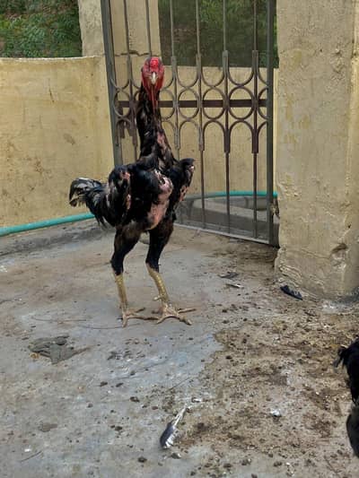 aseel shamo breeder pair