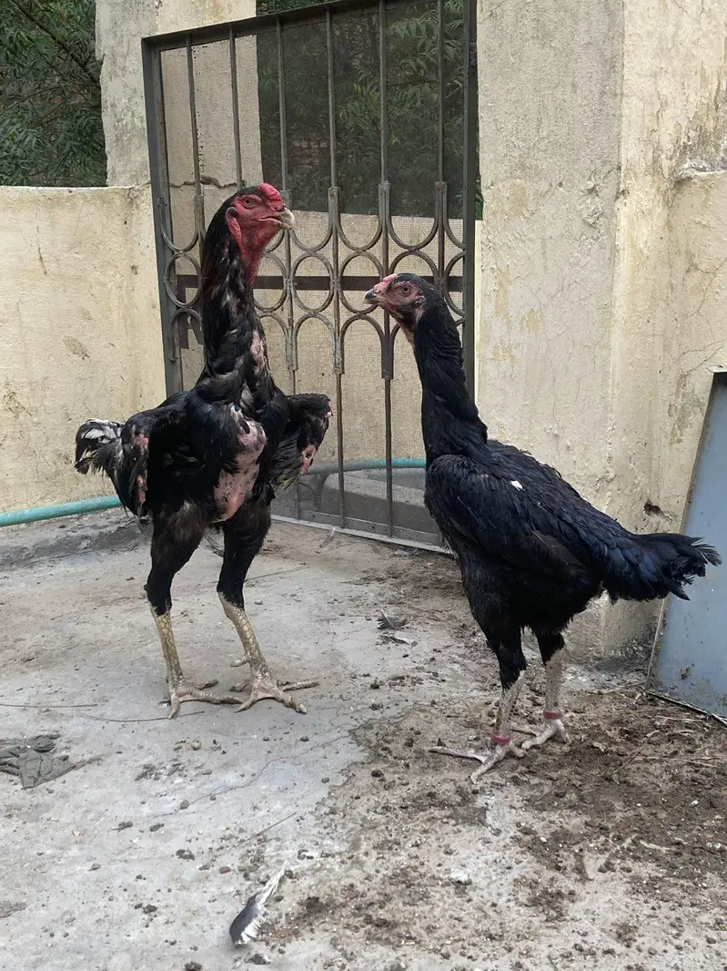 aseel shamo breeder pair — photo 2